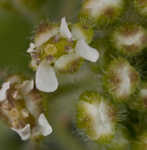 Field pepperweed